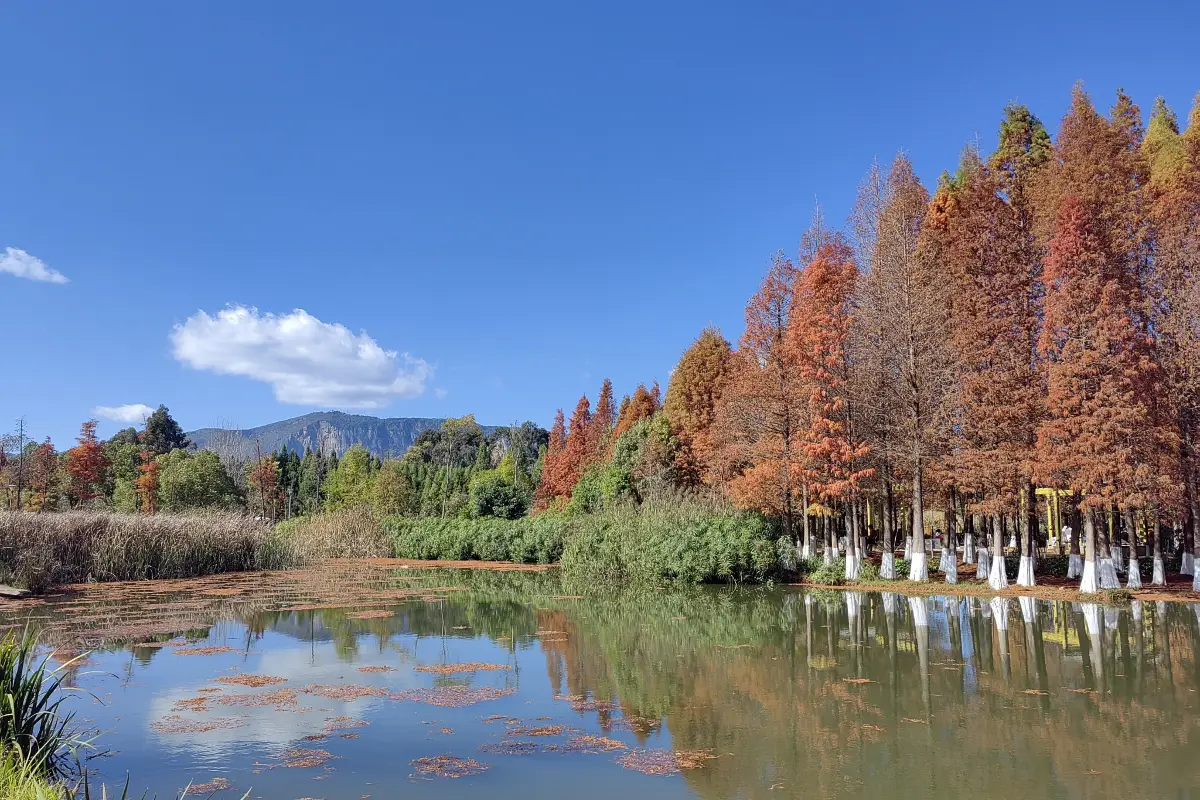 Haihong Wetland
