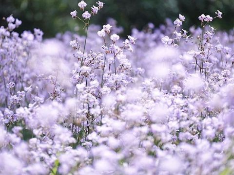 ไร่ศักดิ์สุภา รีสอร์ท (ทุ่งดอกหงอนนาค ปราจีนบุรี)
