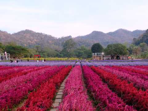 Hokkaido Flower Park Khaoyai - สวนดอกไม้เขาใหญ่