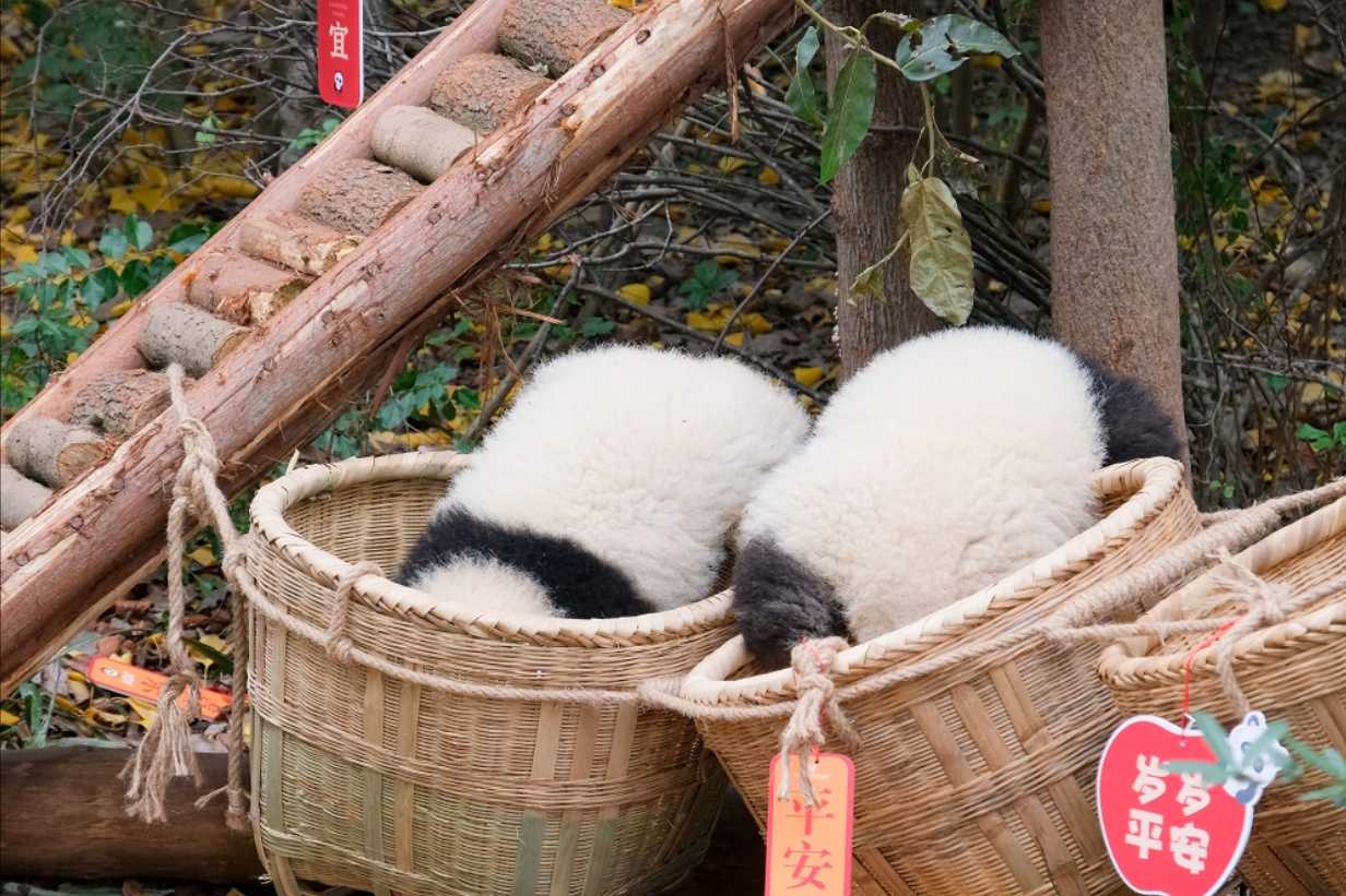 ศูนย์วิจัยแพนด้า