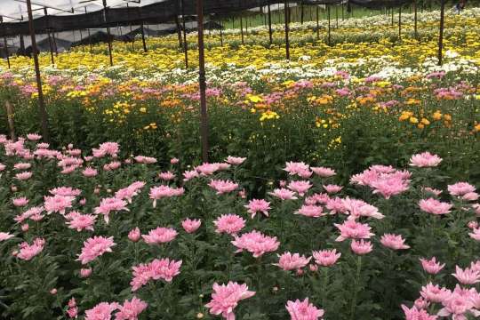 สวนเบญจมาศบิ๊กเต้