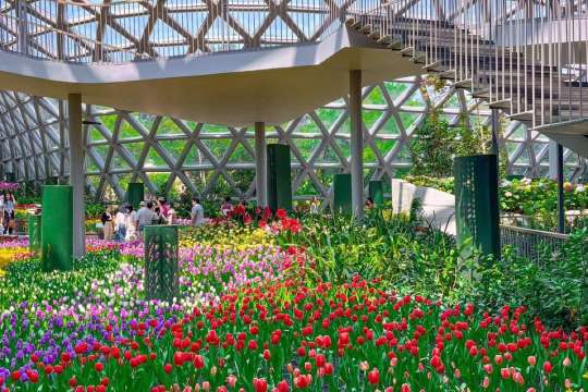 สวนดอกทิวลิประยอง