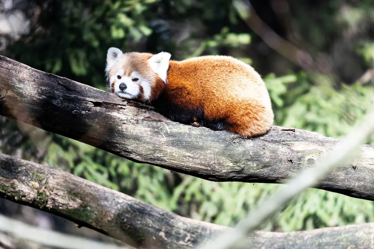 神戶動物王國｜介紹