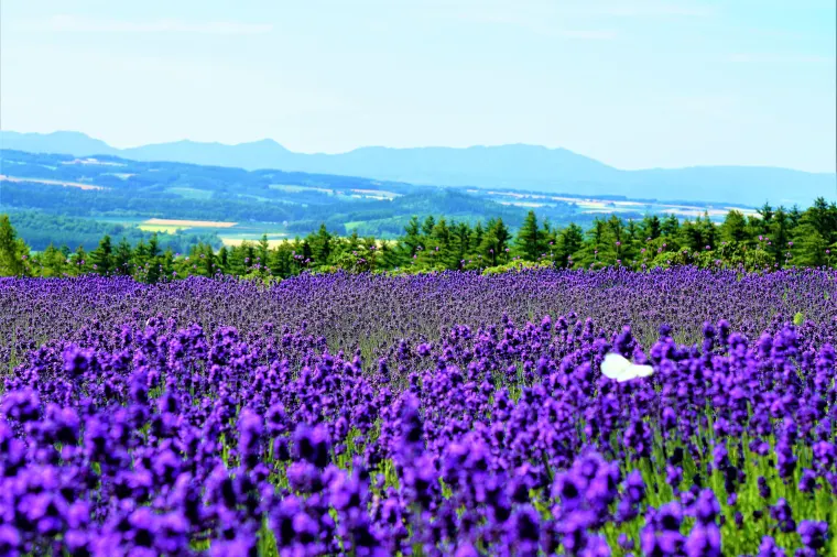富良野薰衣草田