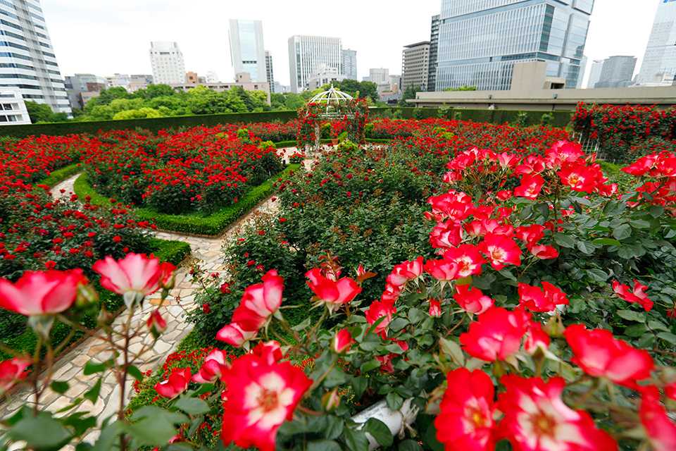 東京新大谷飯店設施 紅玫瑰園
