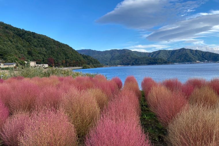 Pink kochia bushes lining Lake Kawaguchi with mountain views