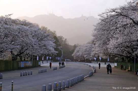 경기도 벚꽃 명소 과천