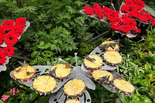 Butterflies feeding on pineapple slices at the butterfly garden