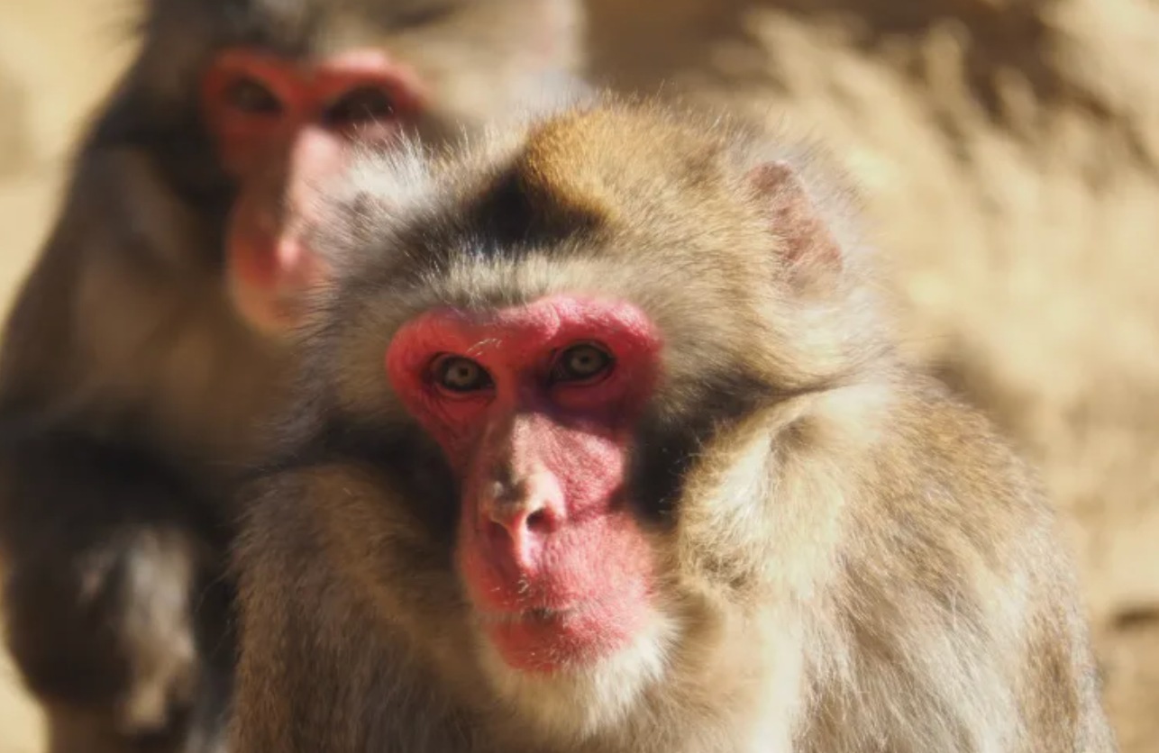 高尾山一日遊 | 動物