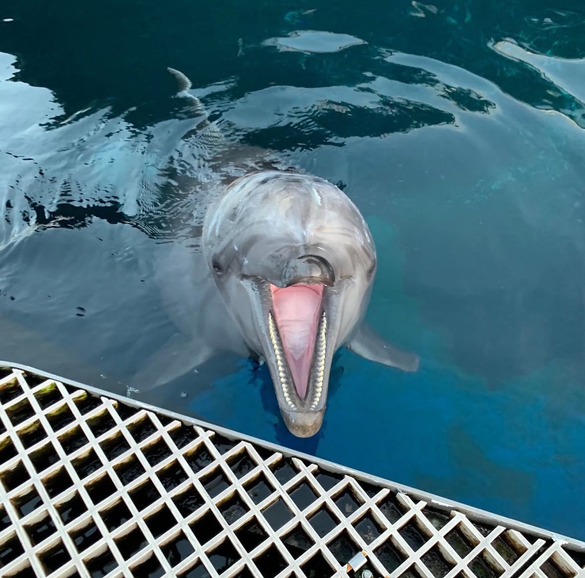 海豚秀