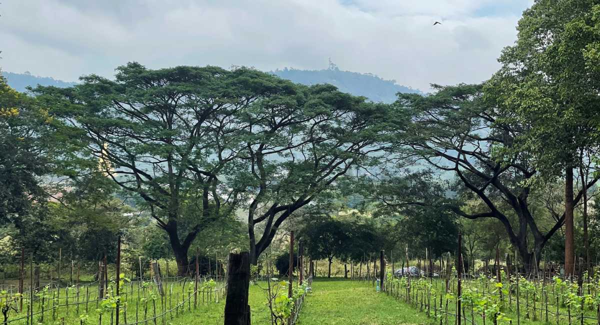 Village Farm & Winery - ที่เที่ยววังน้ำเขียว