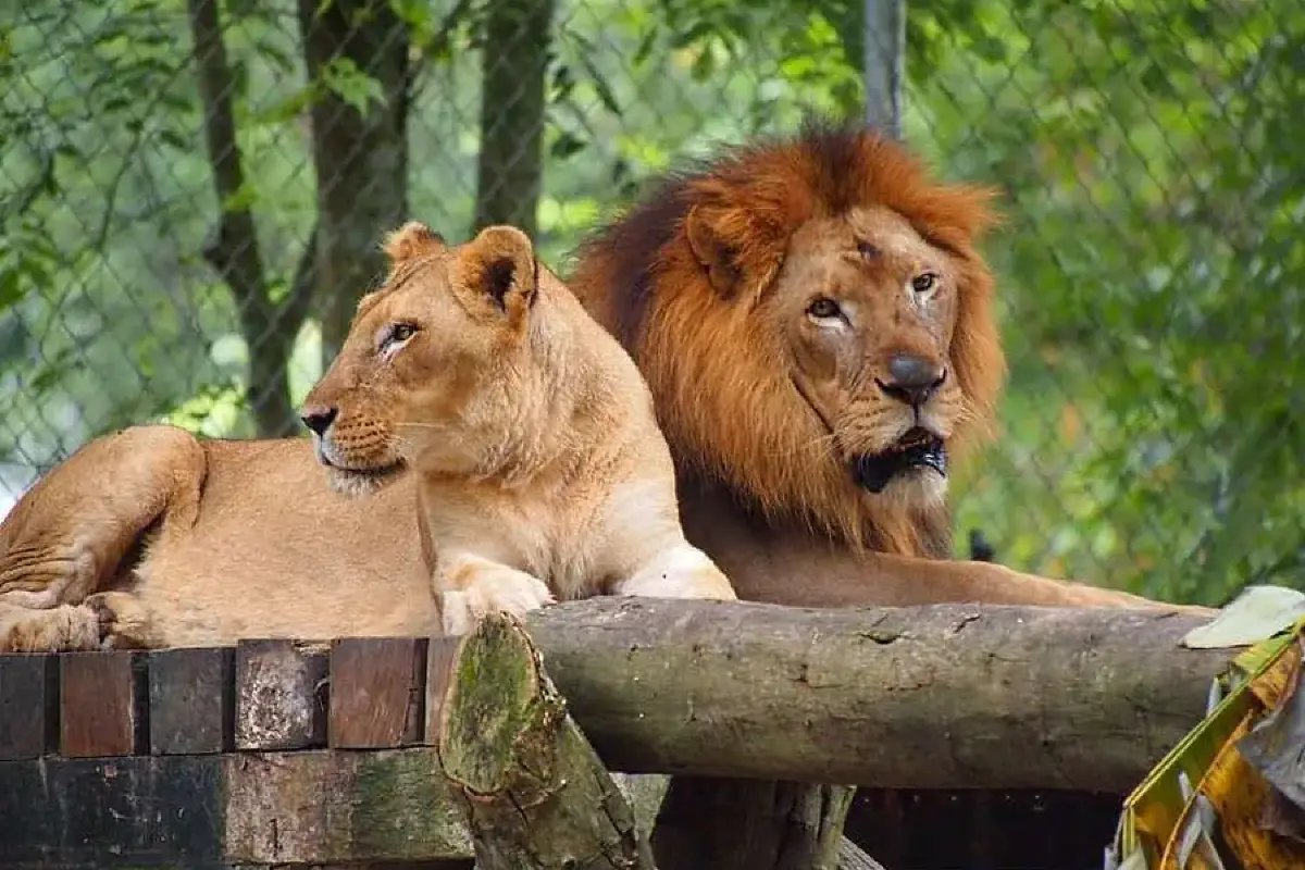 Zoo Negara