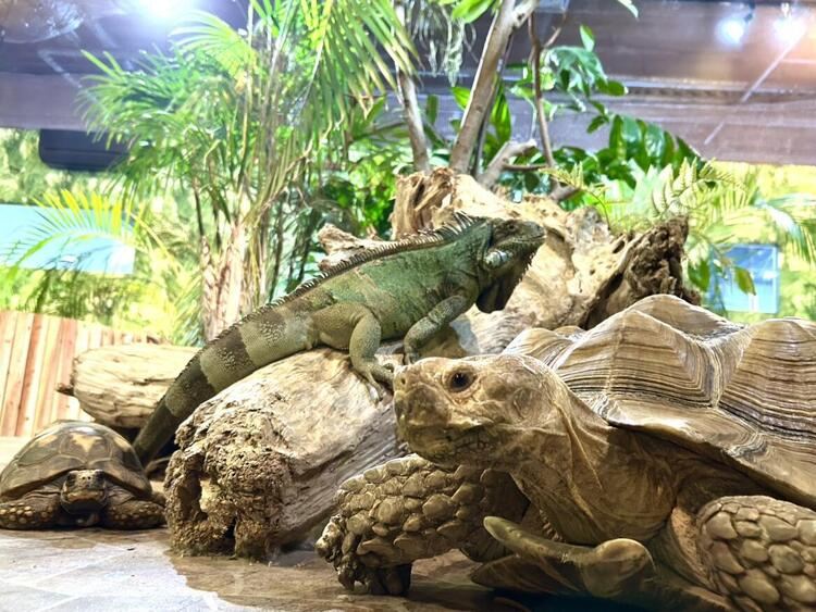 天保山室內動物園
