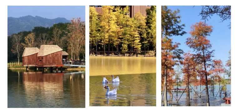 九圍濕地公園 水上棧道