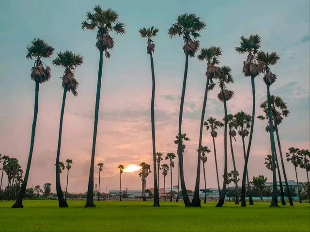 ดงตาลสามโคก