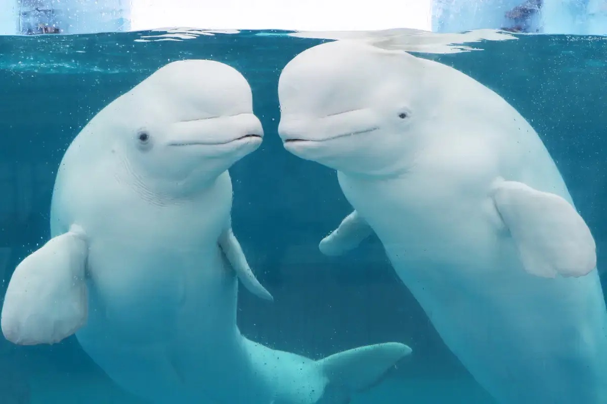 東京水族館推薦 #6 八景島海島樂園