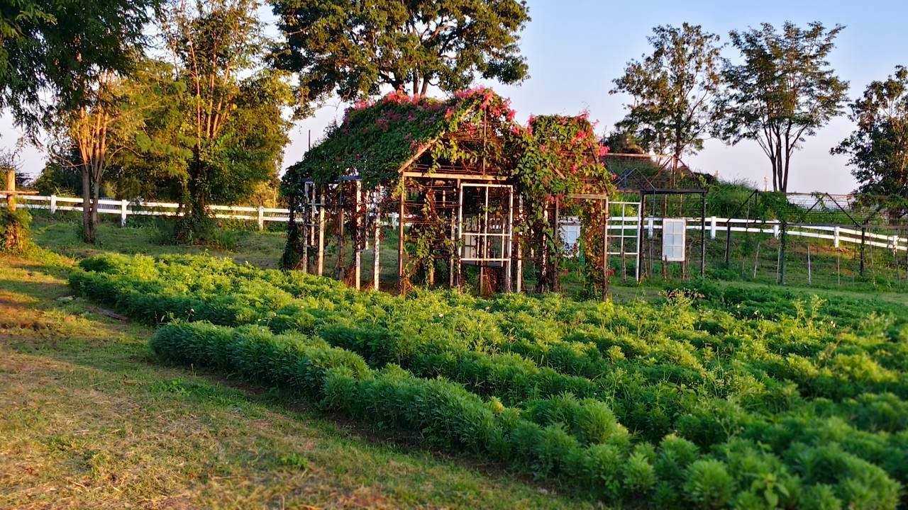 Flowers Village Khaoyai - สวนดอกไม้เขาใหญ่