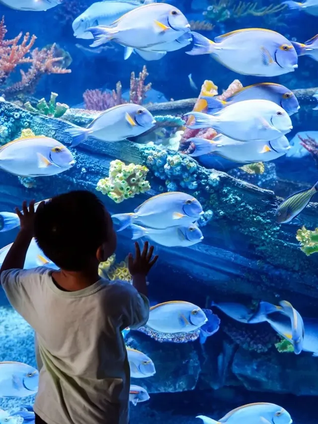 小梅沙海洋世界