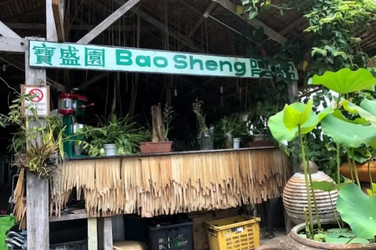 Durian Farm in Balik Pulau
