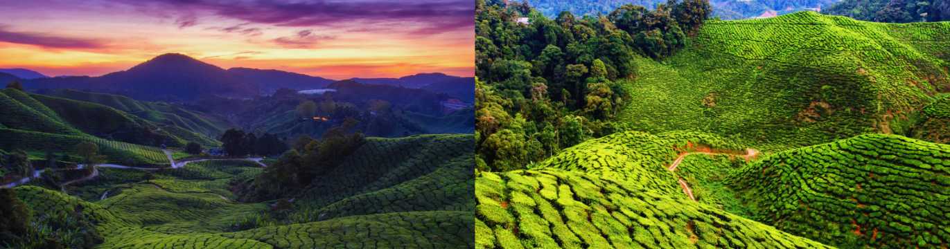 Collage of tea plantation landscapes in the Cameron Highlands with rolling green hills