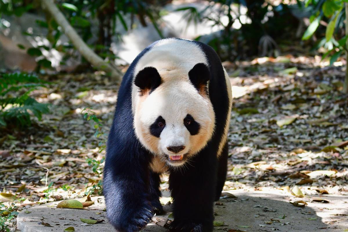 深圳野生動物園