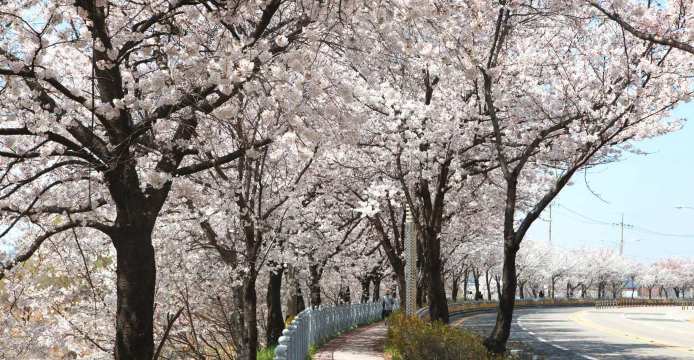 전주 벚꽃 명소, 전주 천변