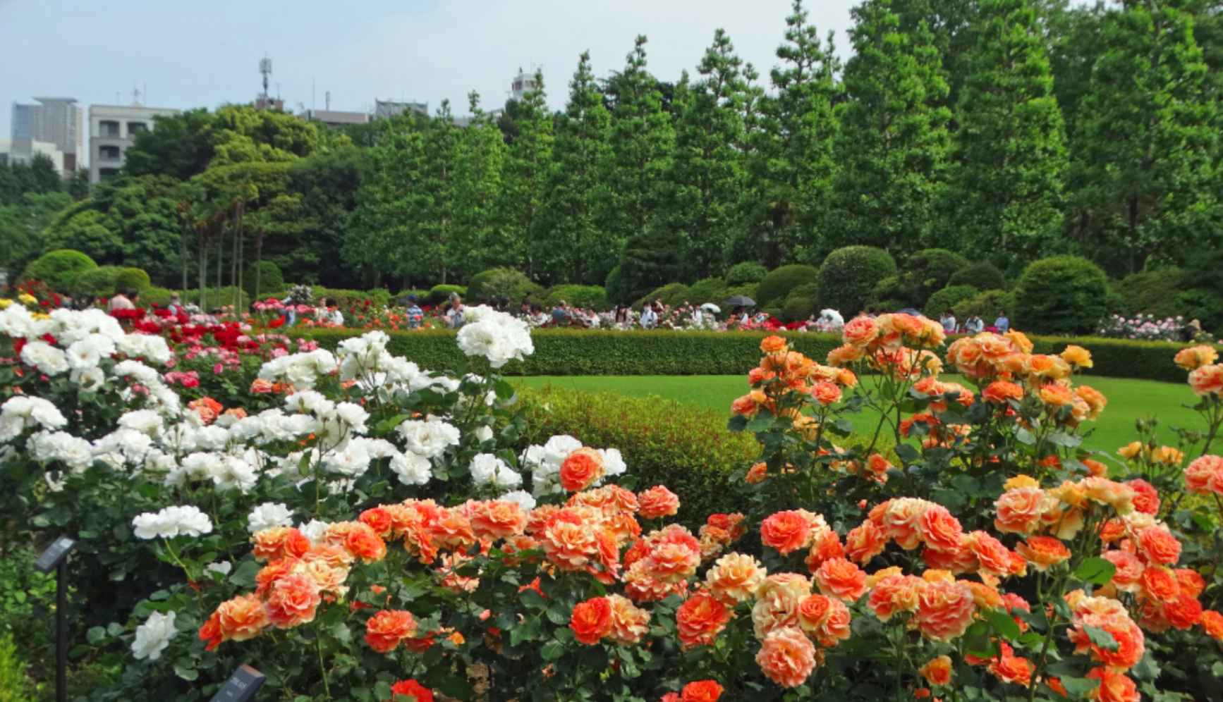 新宿御苑門票 | 花園