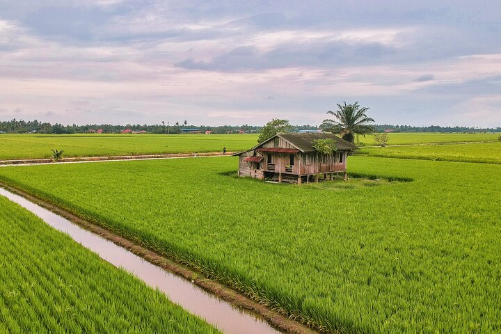 Sekinchan rice fields