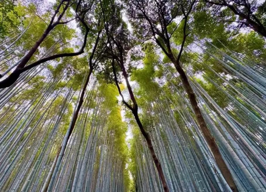 Arashiyama Bamboo Grove Kyoto near Osaka