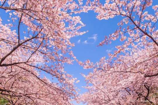 도쿄여행 4박5일 벚꽃