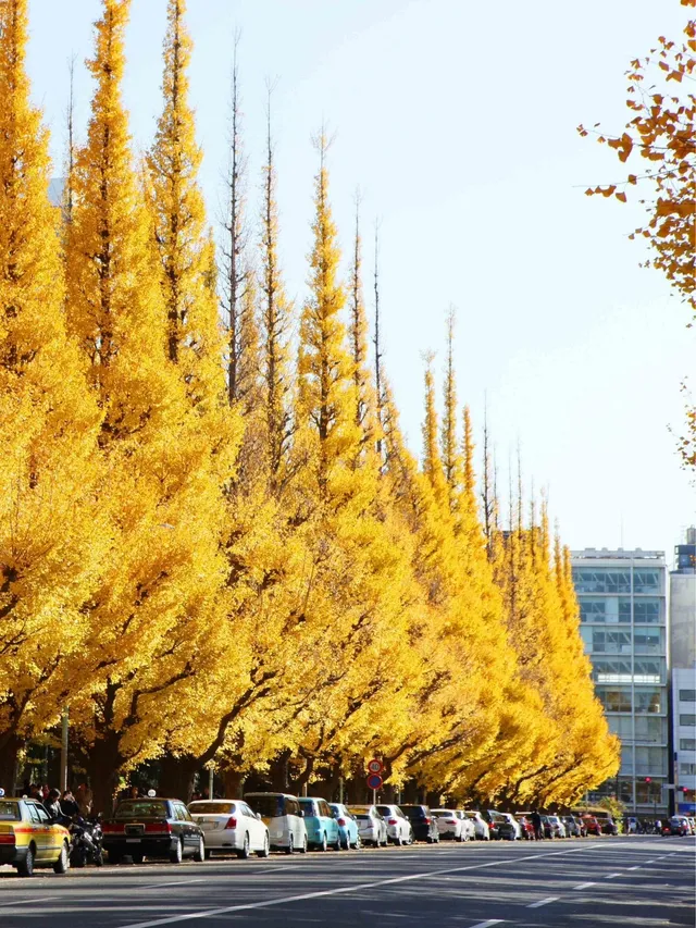 東京銀杏, 東京銀杏好去處, 東京大學