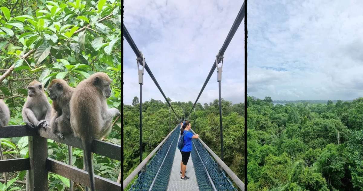 scenes at MacRitchie TreeTop