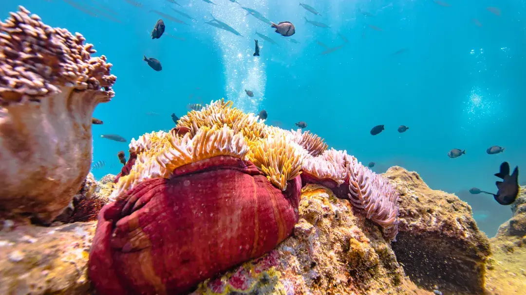 三亞潛水, 蜈支洲島