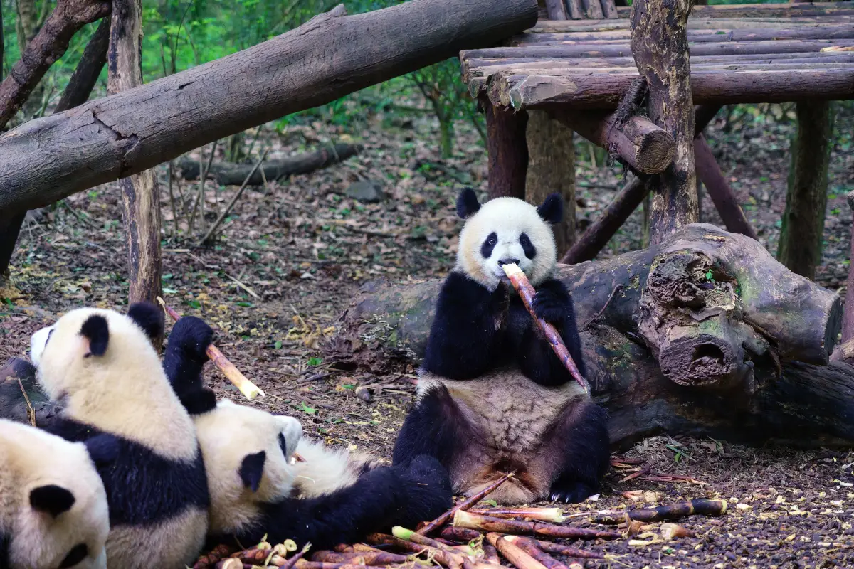 大熊貓 6 號別墅明星熊貓「和花」