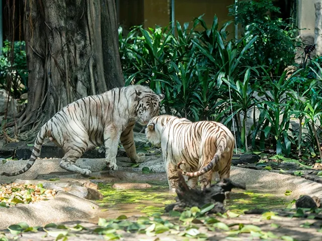 廣州親子遊, 長隆酒店白虎餐廳