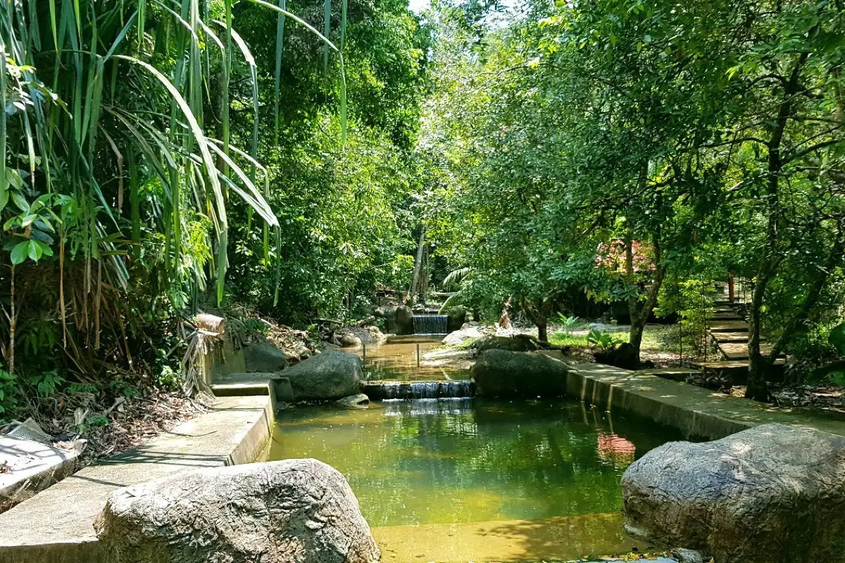 Rainforests of Penang Hill