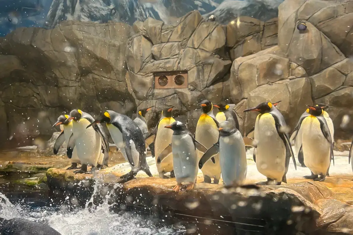 penguins at Ocean Park Hong Kong