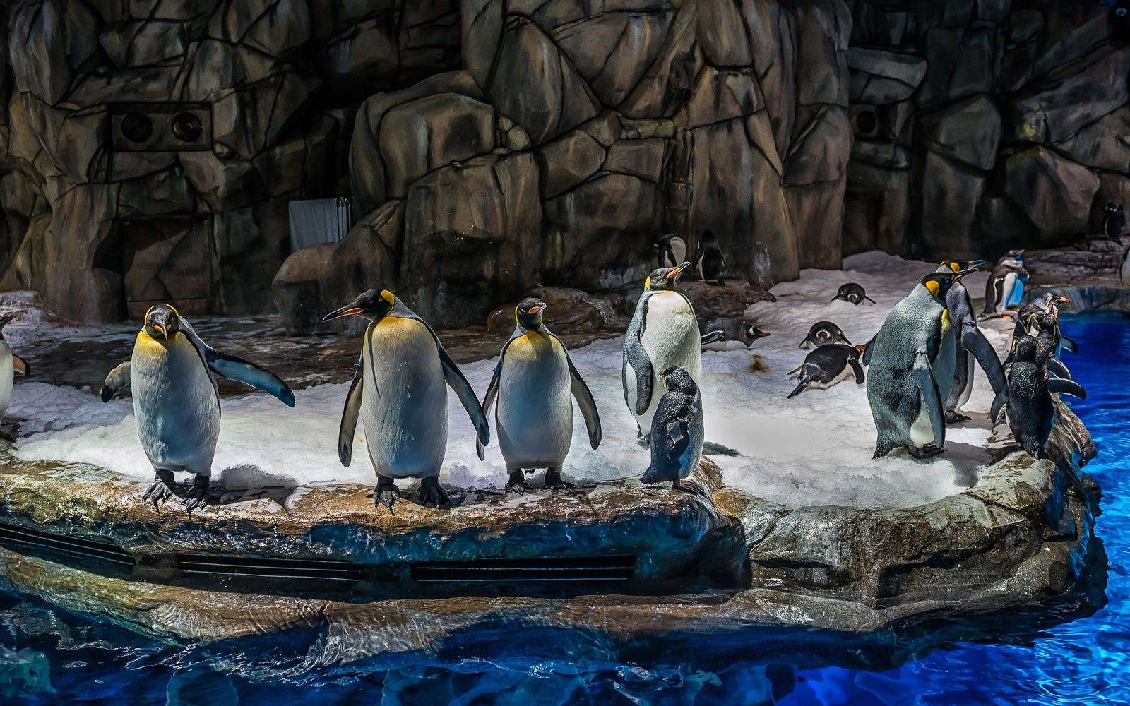 Животные в Ocean Park Гонконг