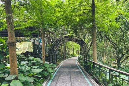 古坑綠色隧道公園 