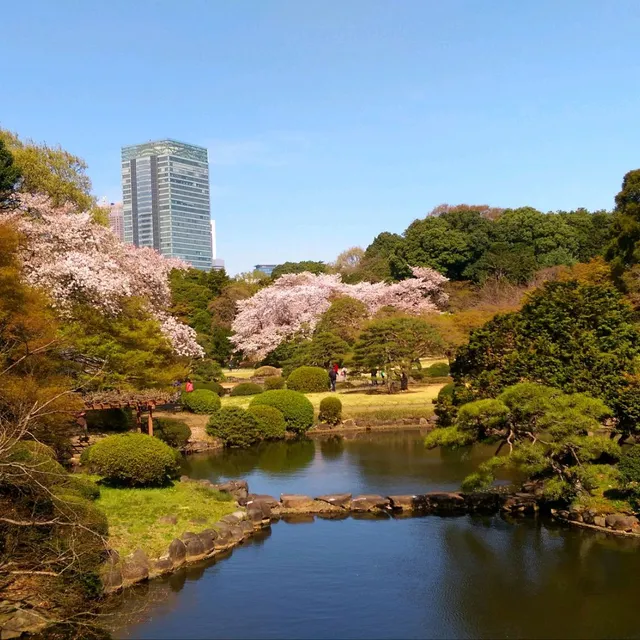 新宿御苑櫻花