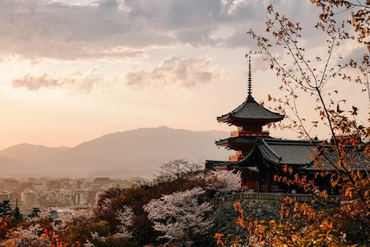 교토 벚꽃