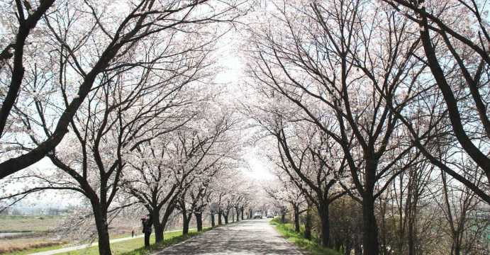 전주 벚꽃 여행 일정