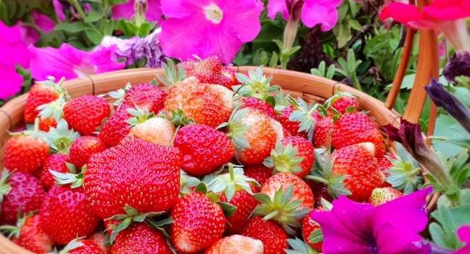 ไร่สตรอเบอร์รี่ ไร่พิมพ์วรัตน์