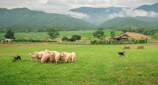 The Scenery Vintage Farm - ที่เที่ยวสวนผึ้ง