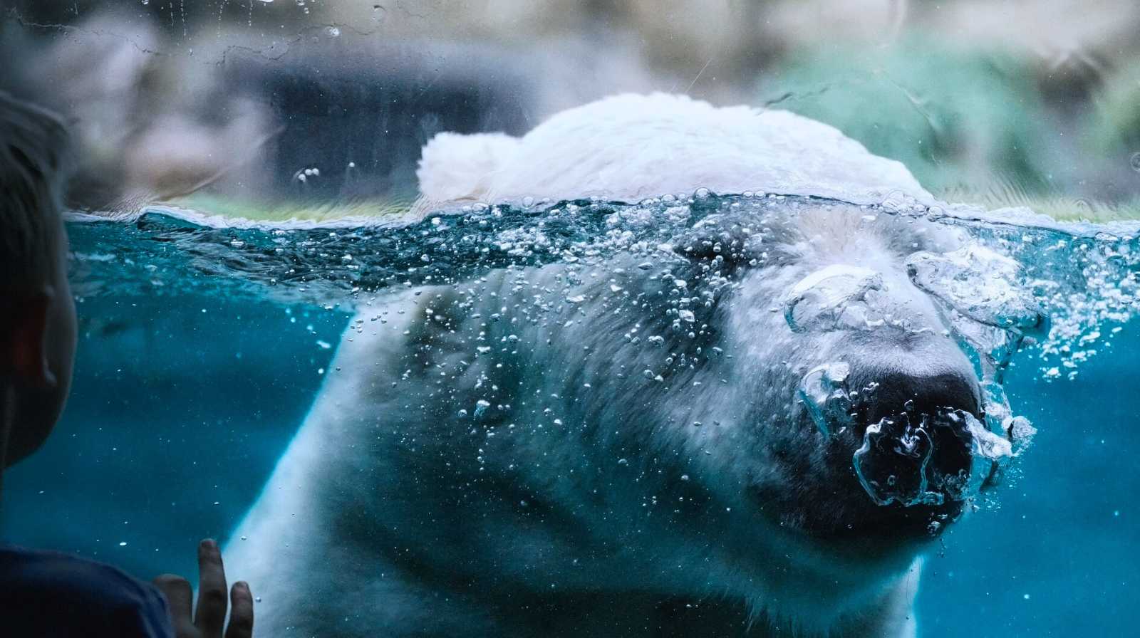 Chengdu Polar Ocean Park