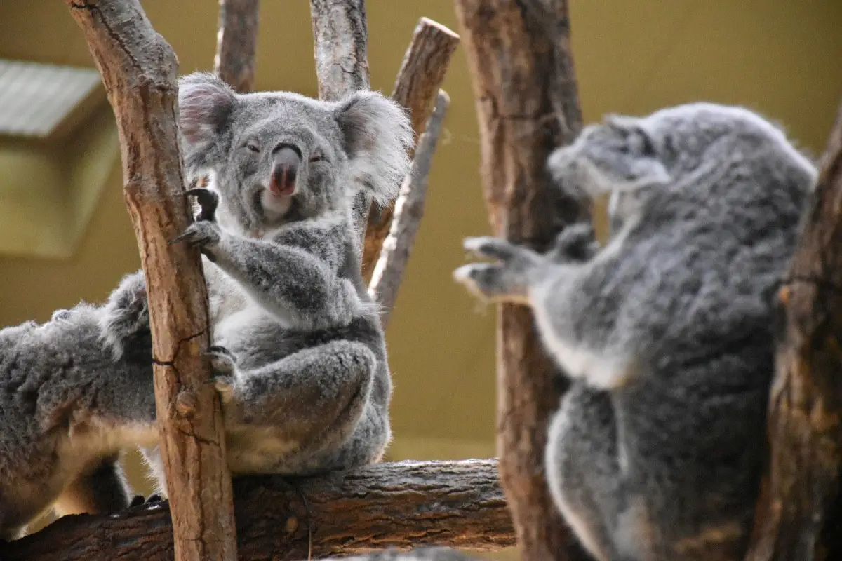 名古屋地圖, 東山植物動物園