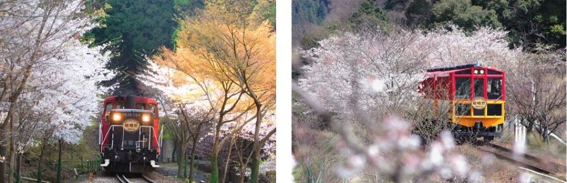 Arashiyama Sagano Romantic Train: the city's iconic train