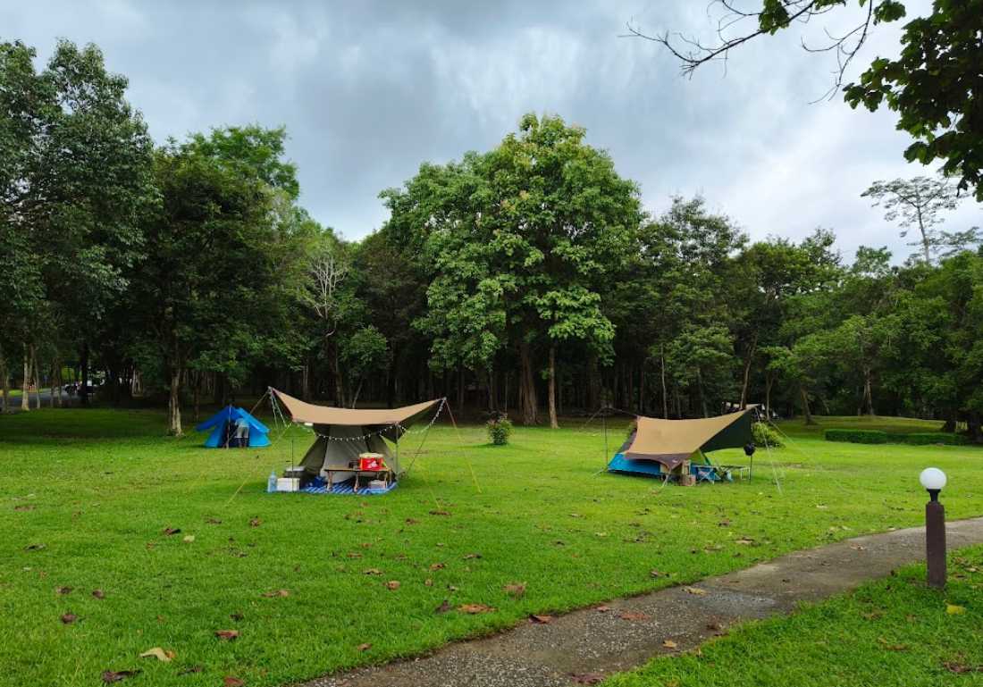 ชะอม สระบุรี