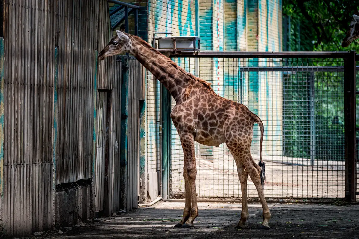 北京動物園長頸鹿館