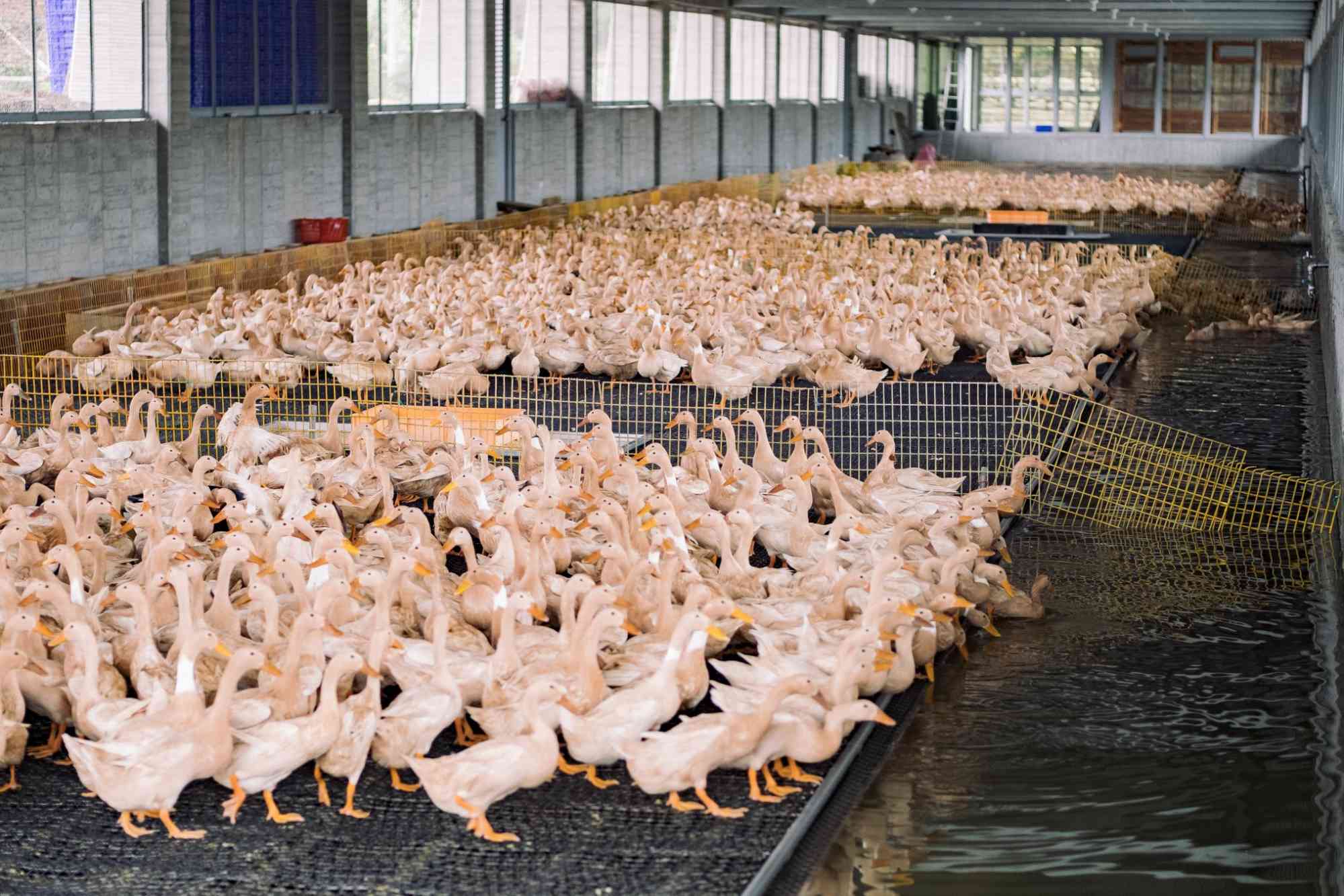 宜蘭農場｜甲鳥園